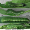 colias hyale larva4 volg11